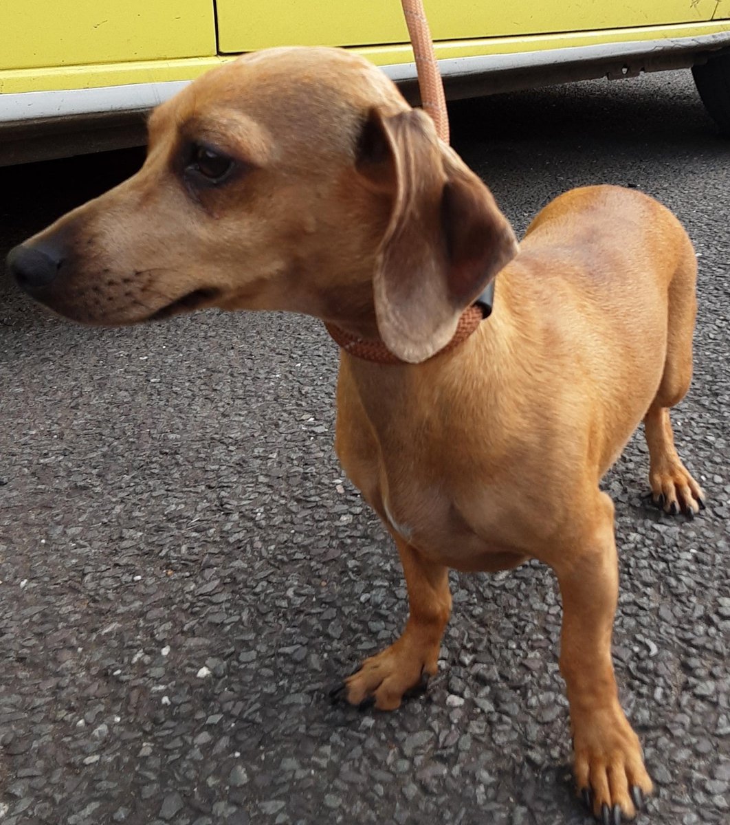 Urgent, please retweet to help find the owner or a rescue space for this stray dog, found/abandoned #NEWPORTPAGNELL #MILTONKEYNES #BUCKINGHAMSHIRE #UK 🆘 Female Dachshund, no collar, chip not registered, found 15 May. Now in a council pound, her 7 days are nearly up. Please