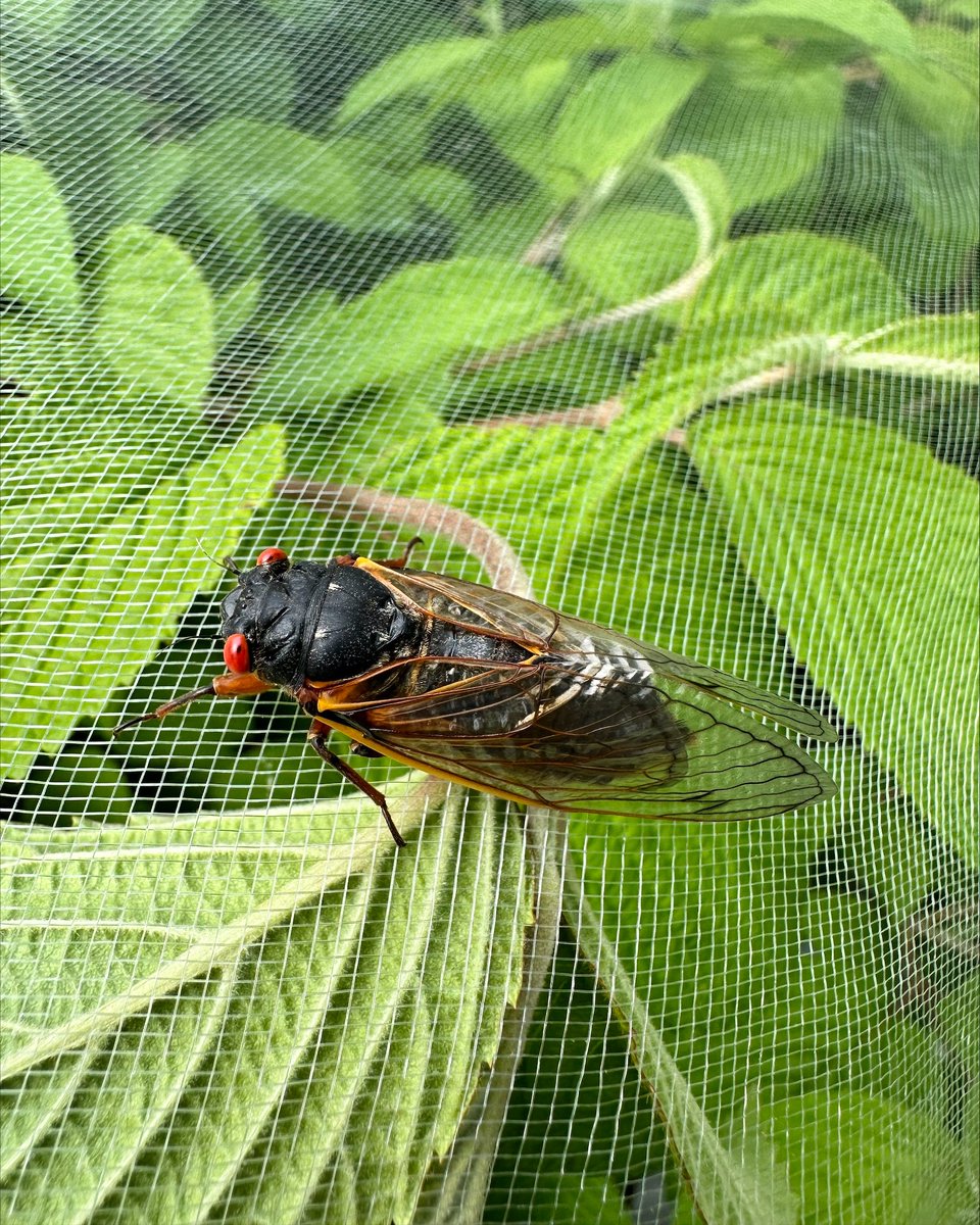 RosboroughPart's tweet photo. Q: Does our cicada protection work?

A: Yes.

We've got you.

#RPtransforms #landscaping #gardening #cicada #cicadas https://t.co/QOXzGdFuAG
