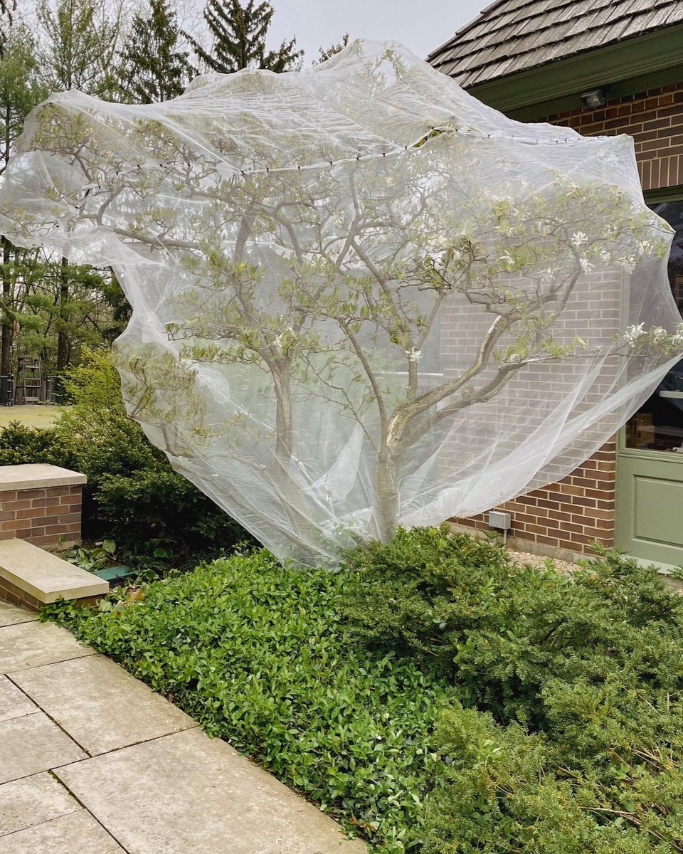 Q: Does our cicada protection work?

A: Yes.

We've got you.

#RPtransforms #landscaping #gardening #cicada #cicadas