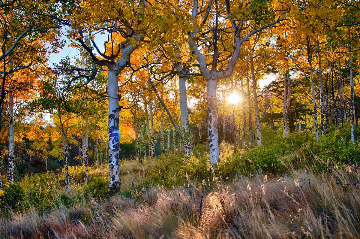 Sunrise 🔸Aspen 🔸Colorado 🤠