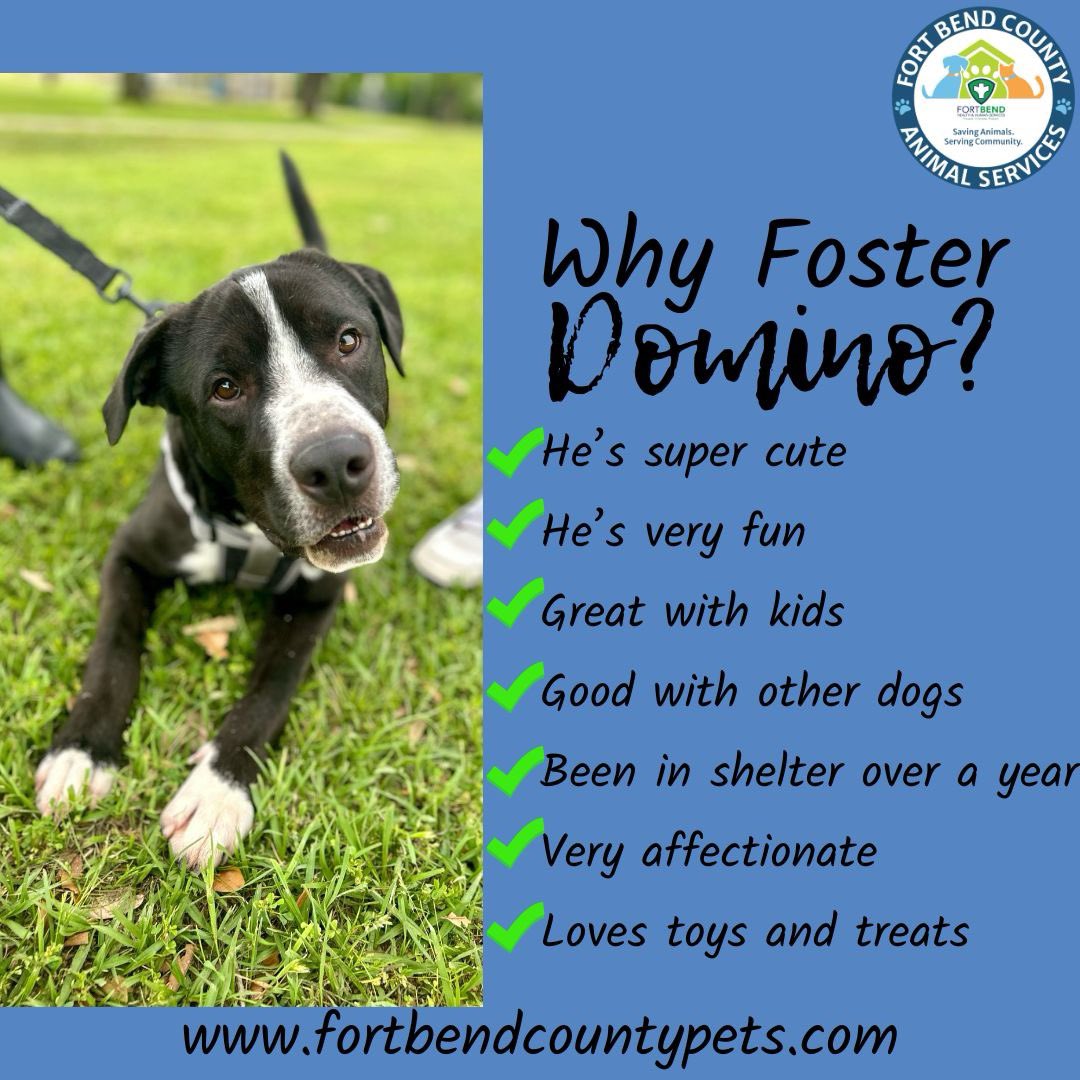 FBCASTX's tweet photo. There's ton of reasons to foster a dog like Domino. The best way to be convinced of that is to come in and meet him yourself!

Don't forget - fostering saves lives! And we're still offering incentives to short term fosters! https://t.co/RgkJ0Dw5aa