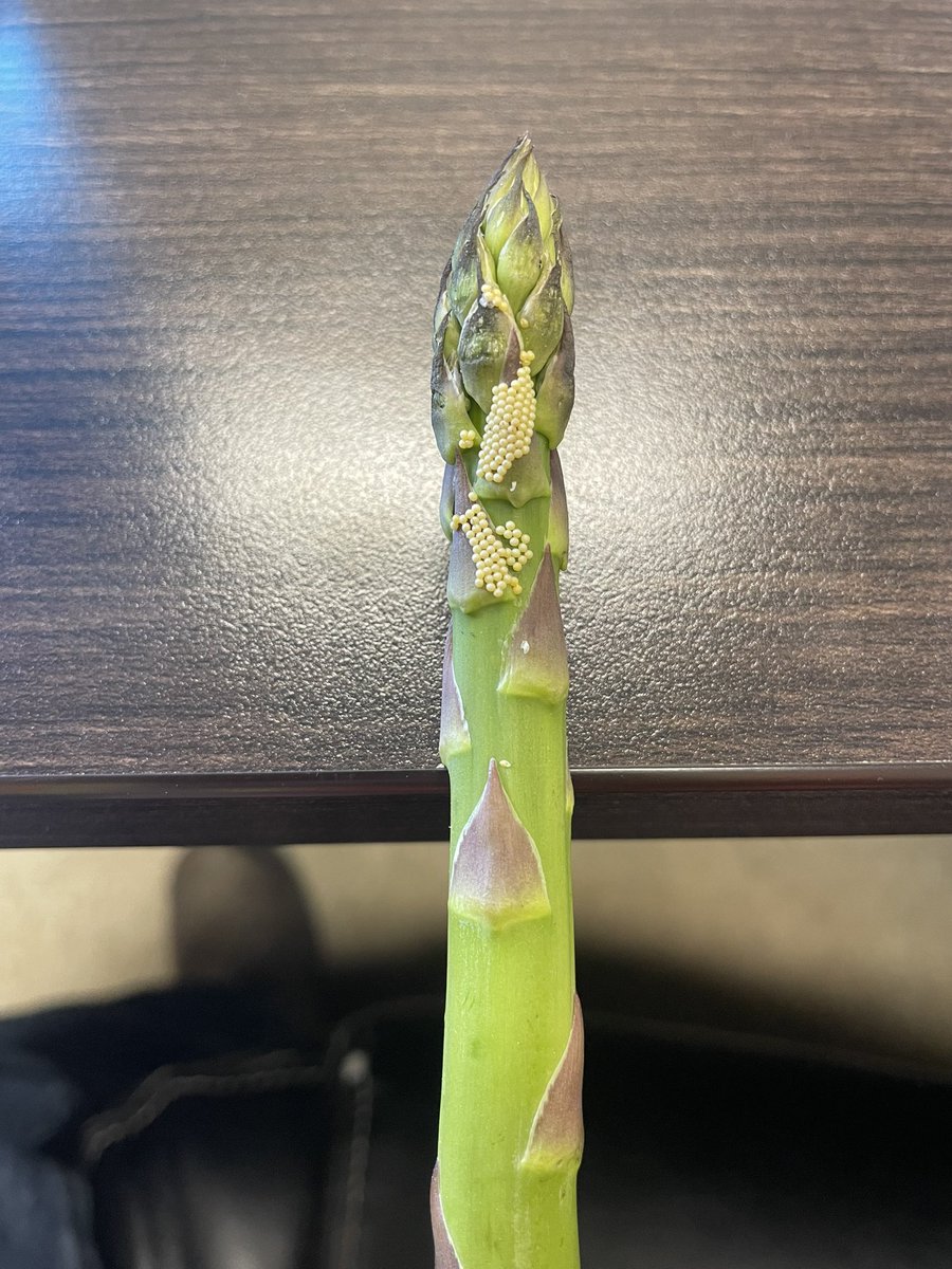 Hey @TraceyBaute do you recognize these eggs on this asparagus spear?