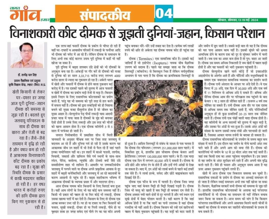 #Termite #krishivigyankendra #icar #rvskvv #jagatgaonhamar #worldagriculture #mpgovt #govtofindia