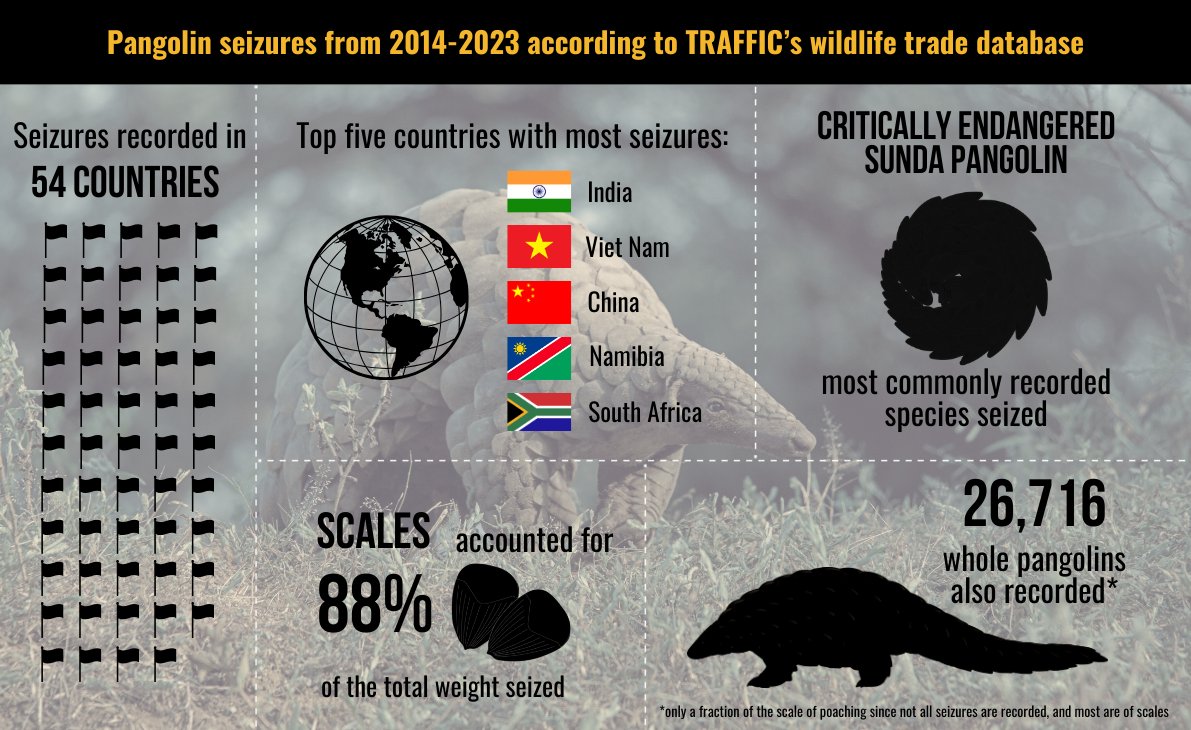 Kudos to @WildAid for their fantastic efforts protecting pangolins! 👏 Their campaign in urban Cameroon has effectively reduced #pangolin meat consumption—a driver of their illegal trade. Explore the stats from a decade of pangolin seizures below 👇