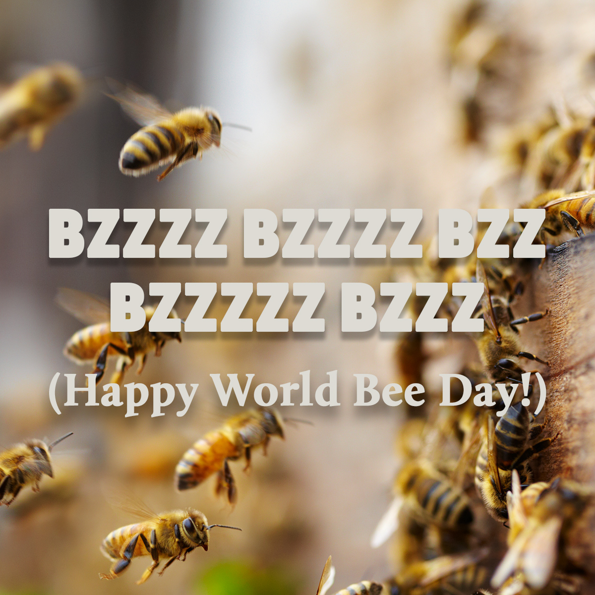 On this #WorldBeeDay, we're shouting our love of bees from the treetops. These hard-working pollinators are responsible for about one out of every three bites of food we eat and 80% of the world’s flowering plants. Take today to celebrate these small, amazing creatures 🐝