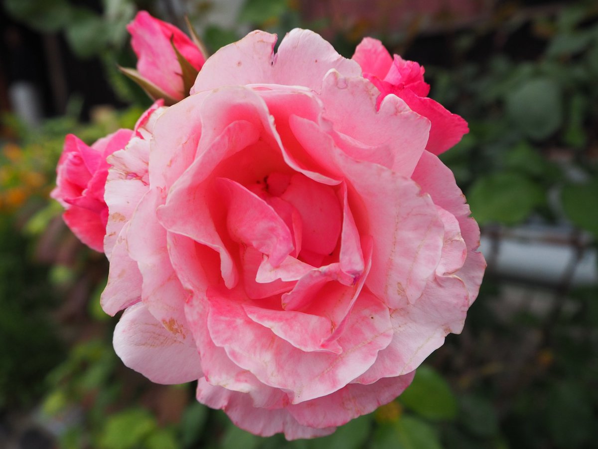 赤いバラを撮ってみました😊🌹🌿🎶