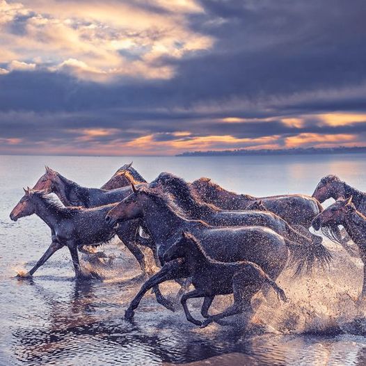 Nice evening..🌅💜🌊🫧🐎