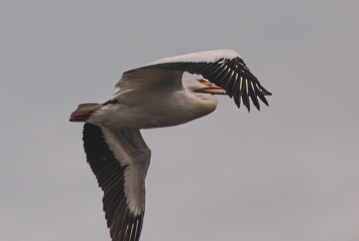 I noticed a large flock of birds approaching while I was walking Finlay at the Oredock. What a thrill to discover that they were American White Pelicans! #BirdsOfTwitter #pelicans #birdphotography #Wisconsin