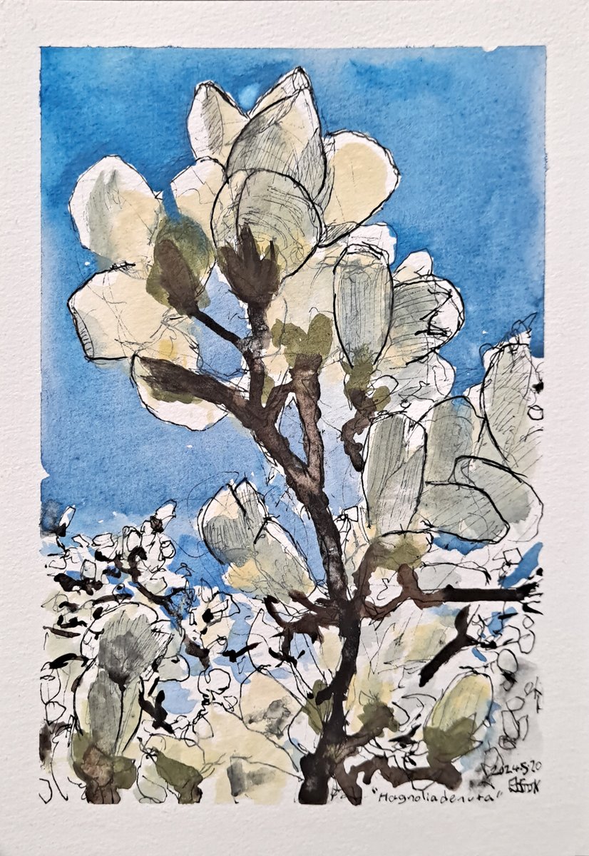 Yulan Magnolia (denudata) rendered in pen and watercolor from an observation last March.
#magnolia #denudata #sketchbook #watercolour #玉兰花 #백목련