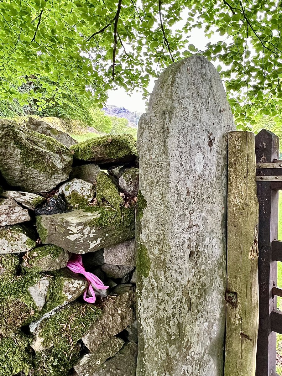 FFS #dogowners - why go to the bother of picking it up and bagging it if you’re just going to ‘hide it’? Yet another selfish, irresponsible git who thinks it’s ok to litter the #LakeDistrict and doesn’t understand the concept of 
#YourDogYourMess. #Grasmere