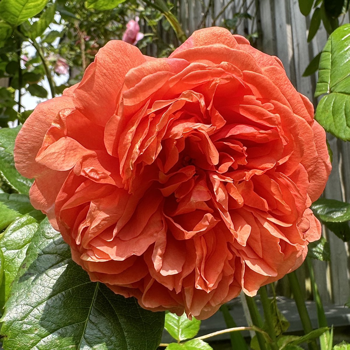 All about the colour 🧡Rose ‘Summer Song’ 🌹#Flowers #Gardenong #Roses