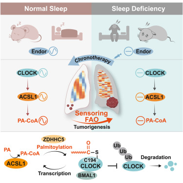 New!  Online now: Oncogenic fatty acid oxidation senses circadian disruption in sleep-deficiency-enhanced tumorigenesis dlvr.it/T78DvV