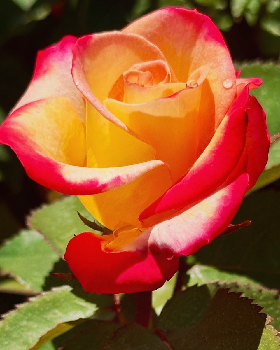 Life is a bed of roses! #knoxvilletennessee #roses #dogwoodarts