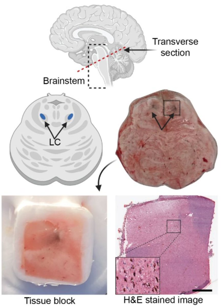 Stephanie Hicks, PhD tweet media