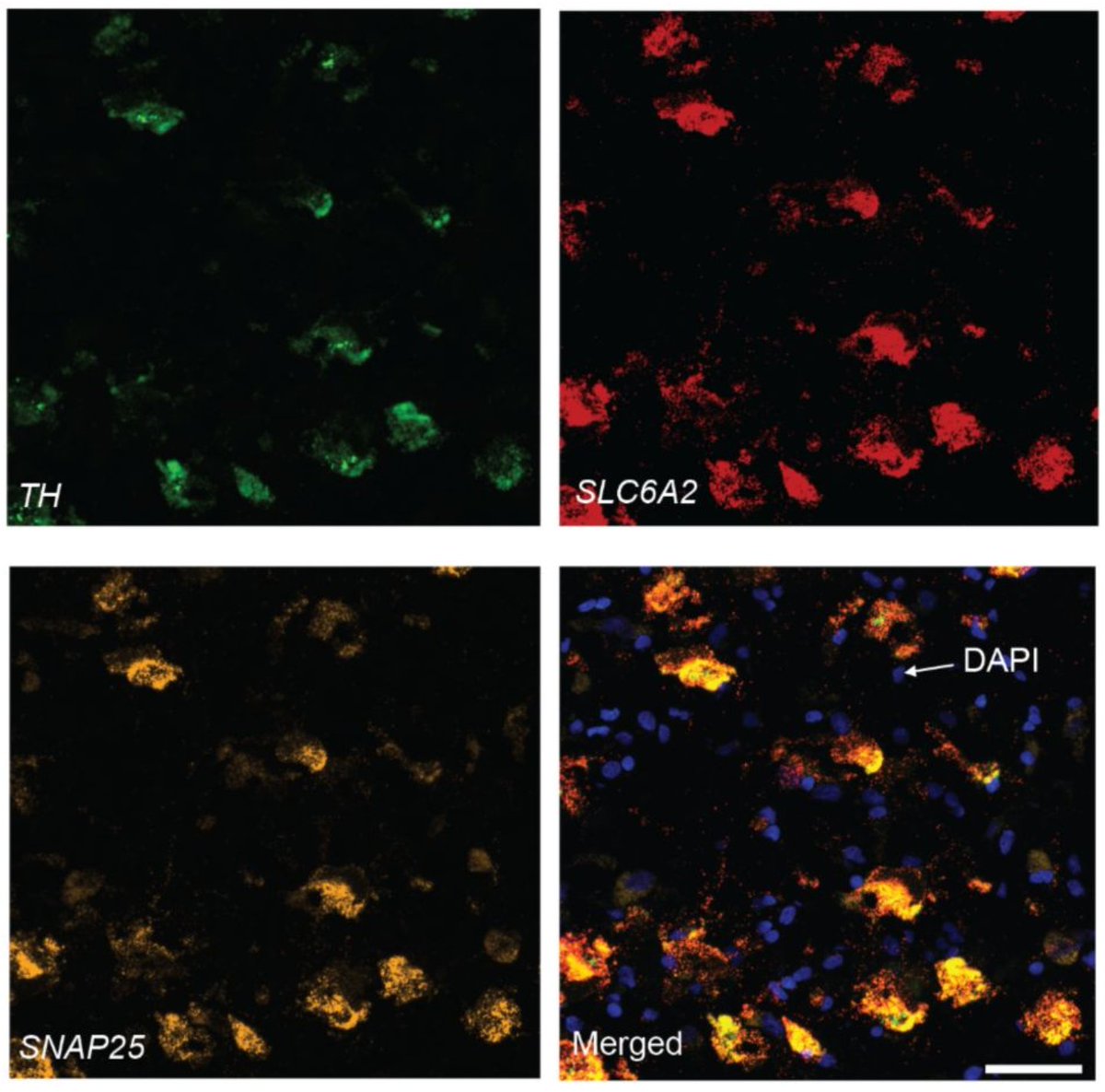 Stephanie Hicks, PhD tweet media