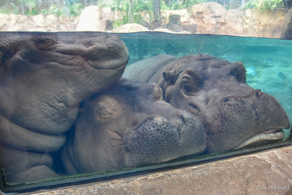 Fritz naps with his big sister and mom! 😍 Come see him in May during Zoo Babies presented by General Electric Credit Union. #MondayMood