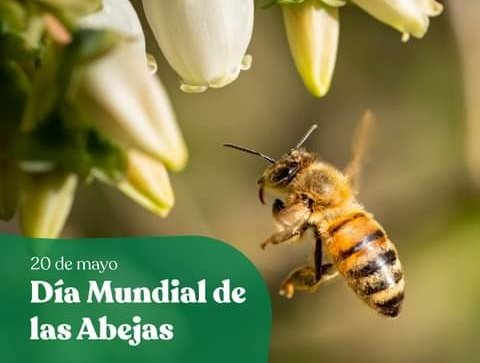 Las abejas son polinizadoras que sostienen la biodiversidad y la agricultura, pero corren peligro de extinguirse. Los jóvenes son clave para un futuro sostenible, donde la biodiversidad y el adecuado aprovechamiento florezcan de la mano. #DiaMundialDeLasAbejas 🐝