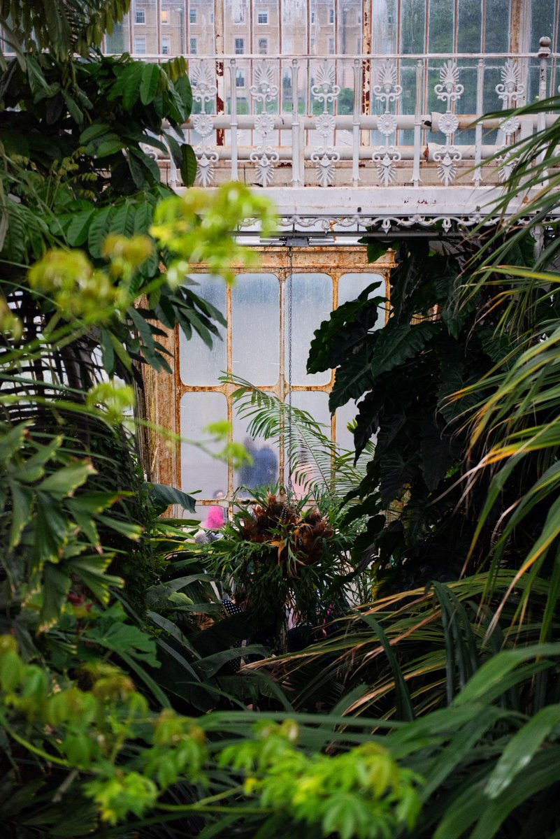 Kew’s Temperate House played host to classical music, a silent auction and speeches, part of a fundraiser by our British office to support cutting-edge climate work. Learn more about the event and the project behind it: wmf.org/blog/night-pal… @kewgardens