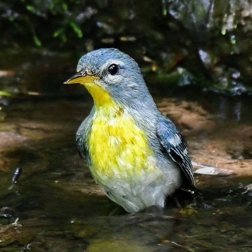 A Northern Parula comes to bathe by the Central Park Pool. 💛
