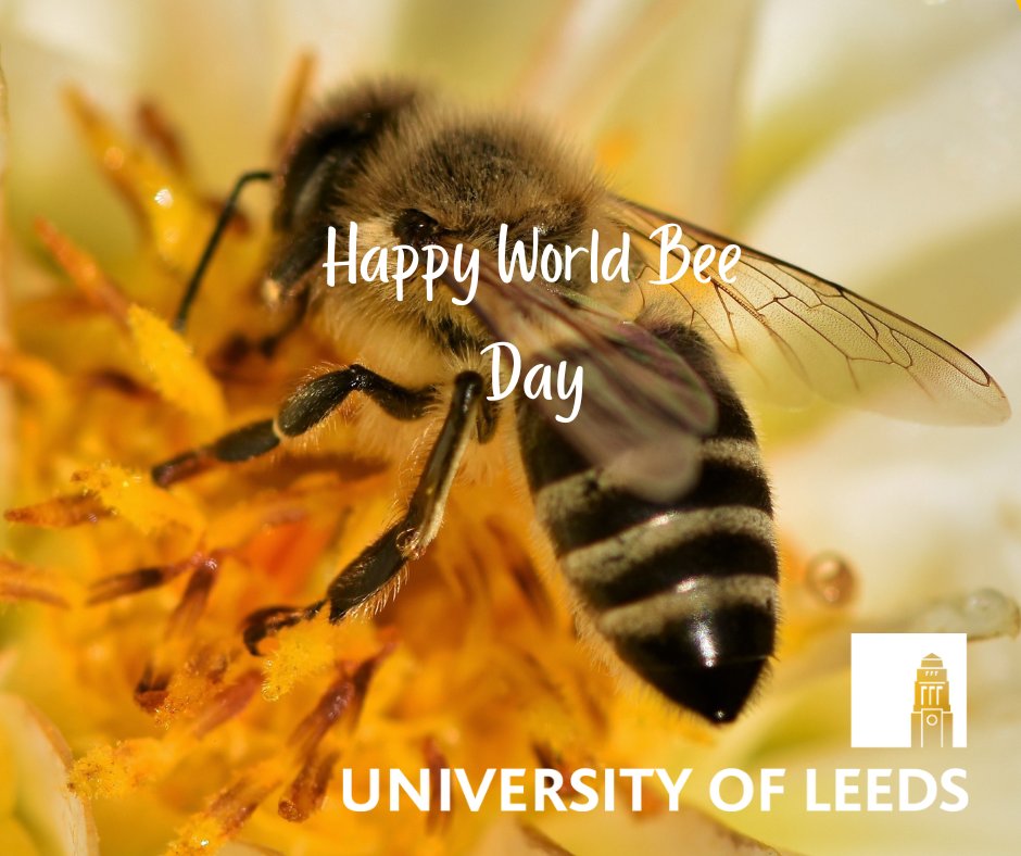 uoldigital's tweet photo. 🌍🐝 Celebrate #WorldBeeDay with the @UniversityLeeds' Ecology and Wildlife Conservation course! 
Learn to protect #ecosystems, from seabirds to #bees, in just 2 weeks. Join a global community and make a difference. Enrol now @futureLearn! 🌿https://t.co/HELeE71eUd  #Conservation https://t.co/wHeyeqR1kQ