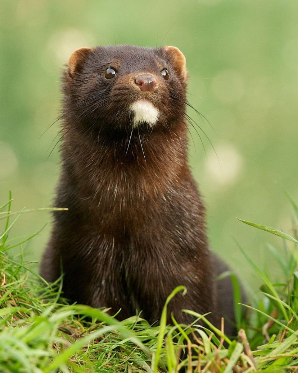 It's Invasive Non Native Species Week! #INNSweek The British Isles have many non-native mammal species, such as the European rabbit, edible dormouse, and American mink. Read about the mink: buff.ly/4aIrpy1 Photo credits: William Richardson, Mark Hows, Matt Binstead