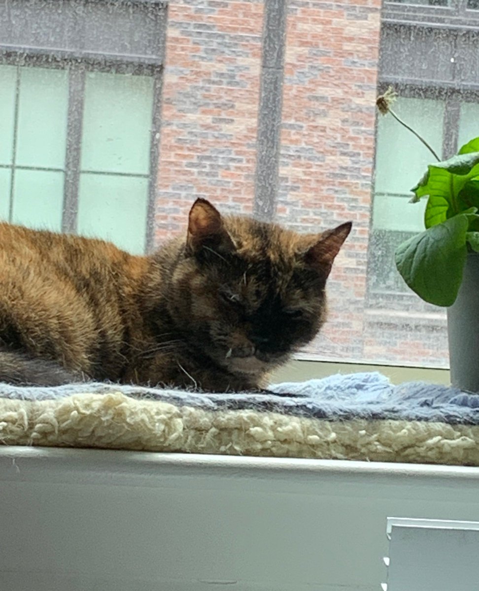 Let me sleep, please
.
#buttonthetortie #nyccats #meow #thedailykitten #dailyfluff #petoftheday #tortie #tortoiseshellcat #tortoiseshell #tortitude #tortiepride #tortielove #mrsgrumpington #cuteasabutton #tortiethings #tortiecats #catlife #cat #cats #kitty #bestmeow #pawsandpaws