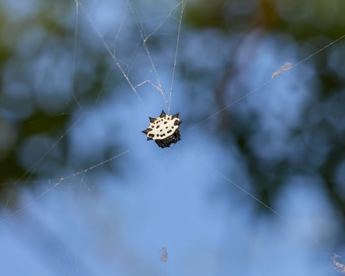 We've all got some sharp edges... 
#spinyorbweaver #spider #orbweaver #wildlifephotography #macrophotography #photography #appicoftheweek #canonfavpic #captureone