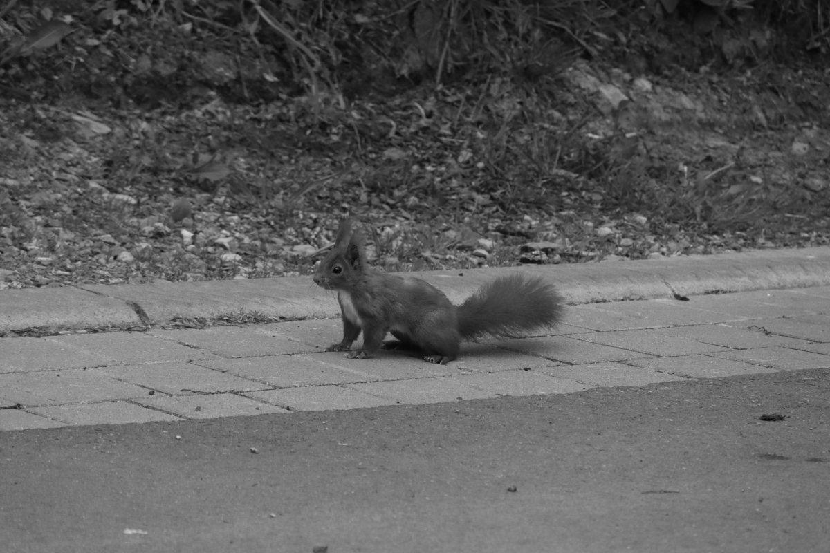 #photo #photography #blackandwhite #nature #monochrome #eichhoernchen #animal #wild #blackandwhite #schwarzweiss