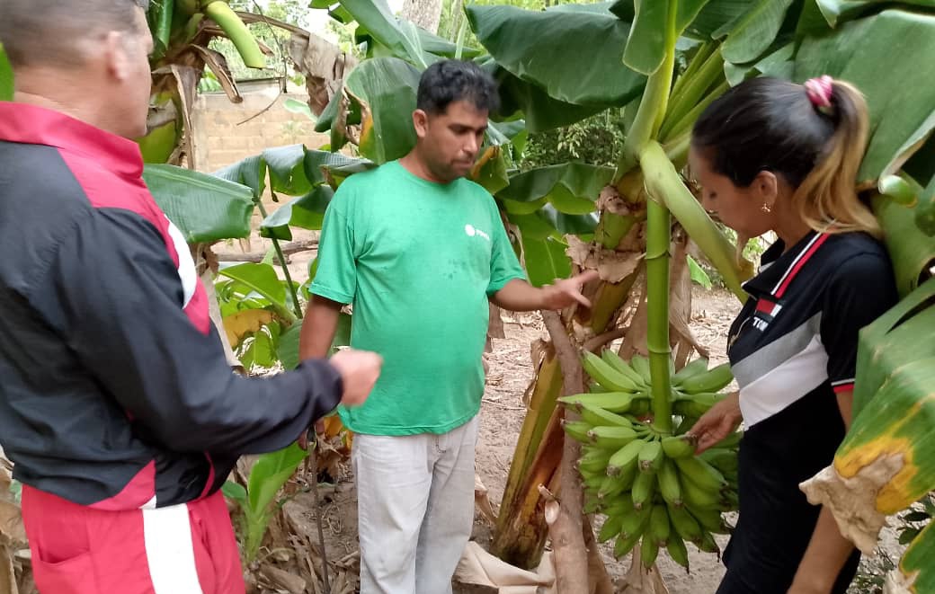 GuanipaMrt2's tweet photo. #Tupamaro ,Desde la Célula "Ali Primera" del Sector Monte Verde, se mantiene en vanguardia trabajando con la #ProducciónPopular , hacia una economía basada en la atención de necesidades comunitarias 
@NicolasMaduro
#VenezuelaSiempreVence https://t.co/rylBuqGU44