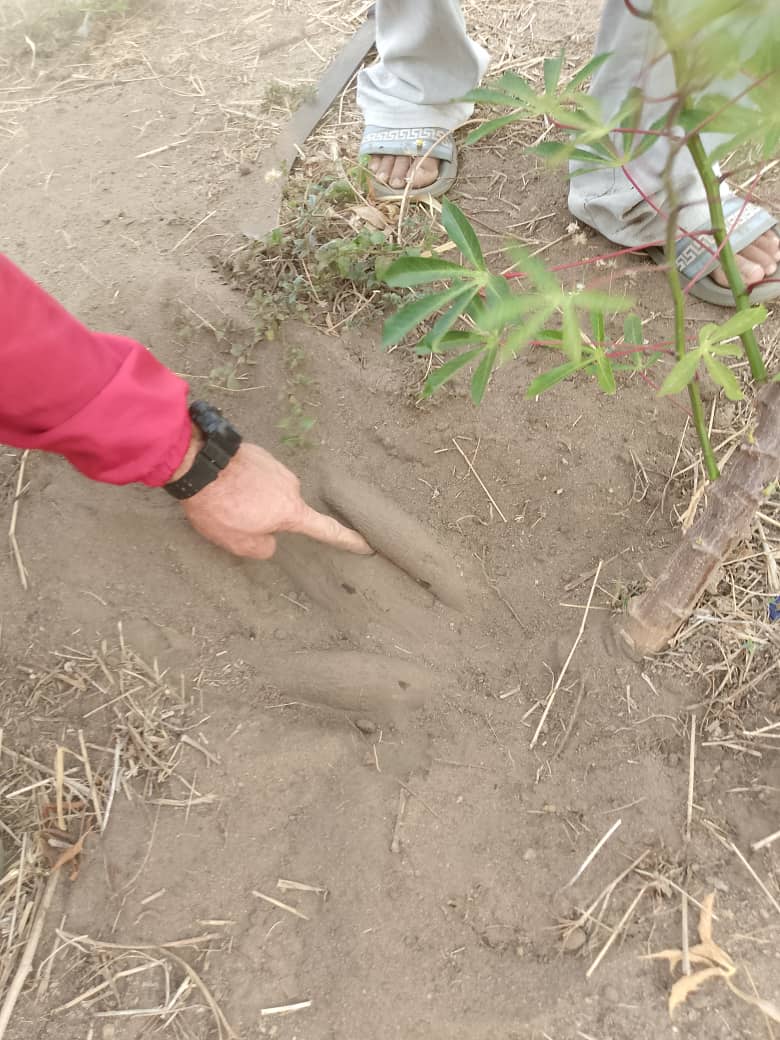 GuanipaMrt2's tweet photo. #Tupamaro ,Desde la Célula "Ali Primera" del Sector Monte Verde, se mantiene en vanguardia trabajando con la #ProducciónPopular , hacia una economía basada en la atención de necesidades comunitarias 
@NicolasMaduro
#VenezuelaSiempreVence https://t.co/rylBuqGU44