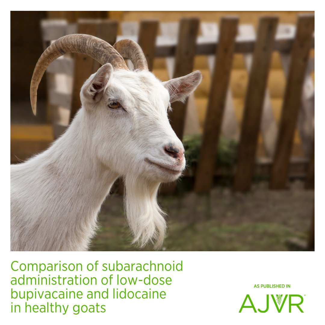 The use of low-dose #lidocaine and #bupivacaine can be an option for #subarachnoid analgesia in healthy goats. 🐐 Open access article: jav.ma/lidobupi @ufvetmed #caprine #motorblockade