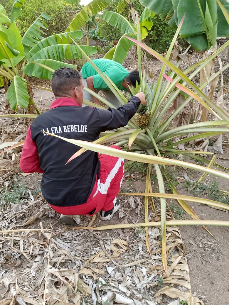 GuanipaMrt2's tweet photo. #Tupamaro ,Desde la Célula "Ali Primera" del Sector Monte Verde, se mantiene en vanguardia trabajando con la #ProducciónPopular , hacia una economía basada en la atención de necesidades comunitarias 
@NicolasMaduro
#VenezuelaSiempreVence https://t.co/rylBuqGU44