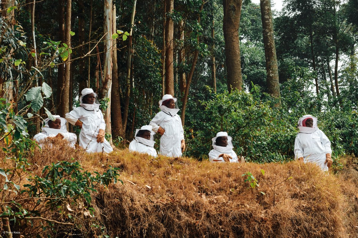 A story about empowerment, sustainability and conservation. In #Rwanda, the women of the @UNESCO x @Guerlain #WomenForBees programme are transforming beekeeping into a thriving enterprise. On #WorldBeeDay, get to know them: unes.co/t636vg