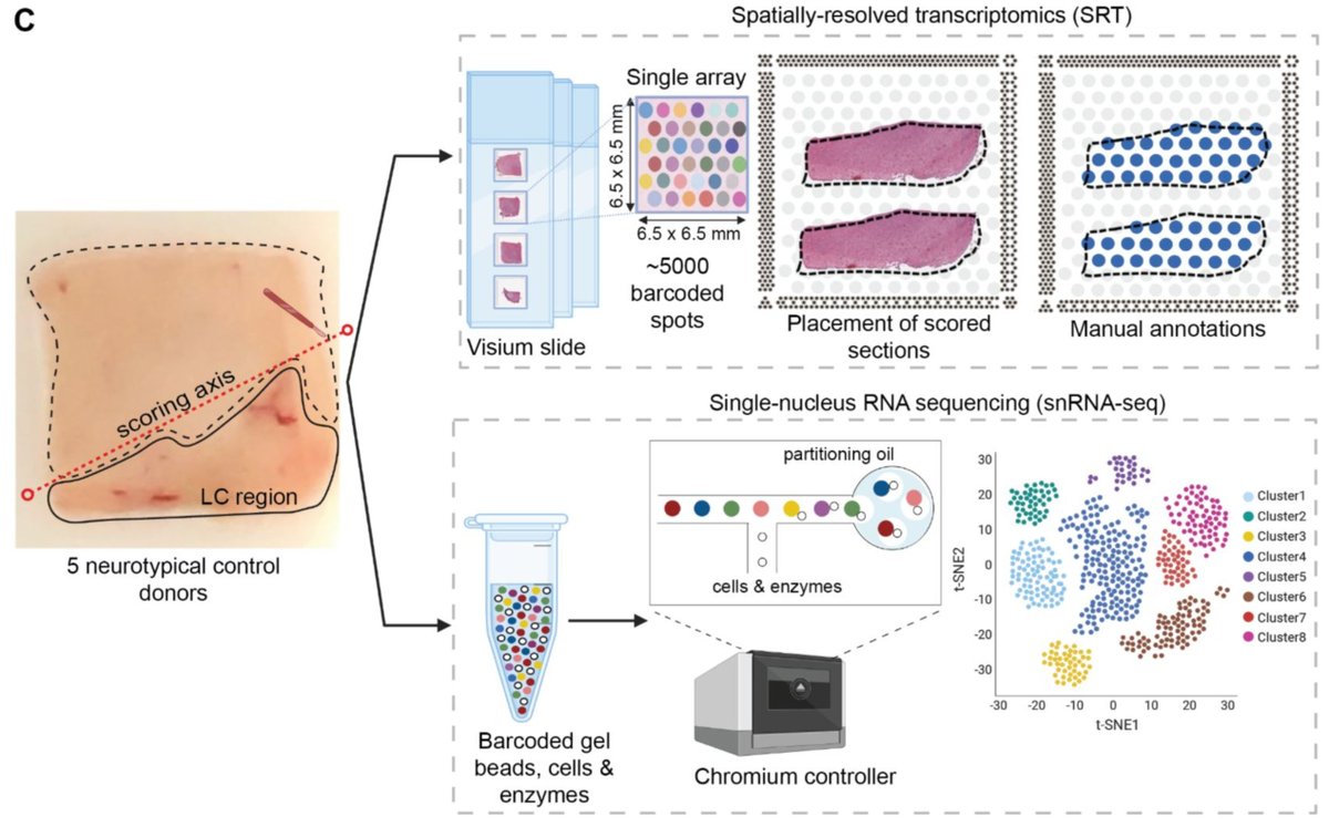 Stephanie Hicks, PhD tweet media