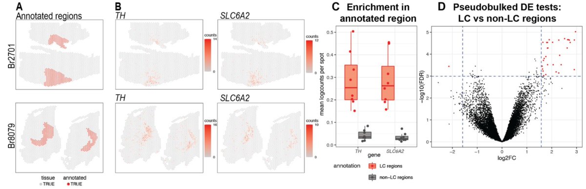 Also, I want to thank <a href="/HeenaDivecha/">Heena Divecha</a> <a href="/lmwebr/">Lukas Weber</a> for leading our first paper profiling the human locus coeruleus using #snRNAseq and #spatial #transcriptomics published in <a href="/eLife/">eLife - the journal</a> late last year! 

🔗 elifesciences.org/reviewed-prepr…