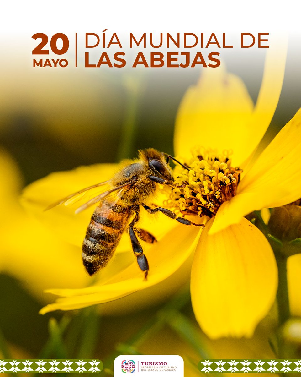 🐝🍯¡Cuidemos a las abejas y apoyemos a los apicultores locales! En Oaxaca nos enorgullecemos de ser uno de los 10 estados productores a nivel nacional de miel, con más de 100 mil colmenas que endulzan nuestras vidas y sustentan nuestra biodiversidad.