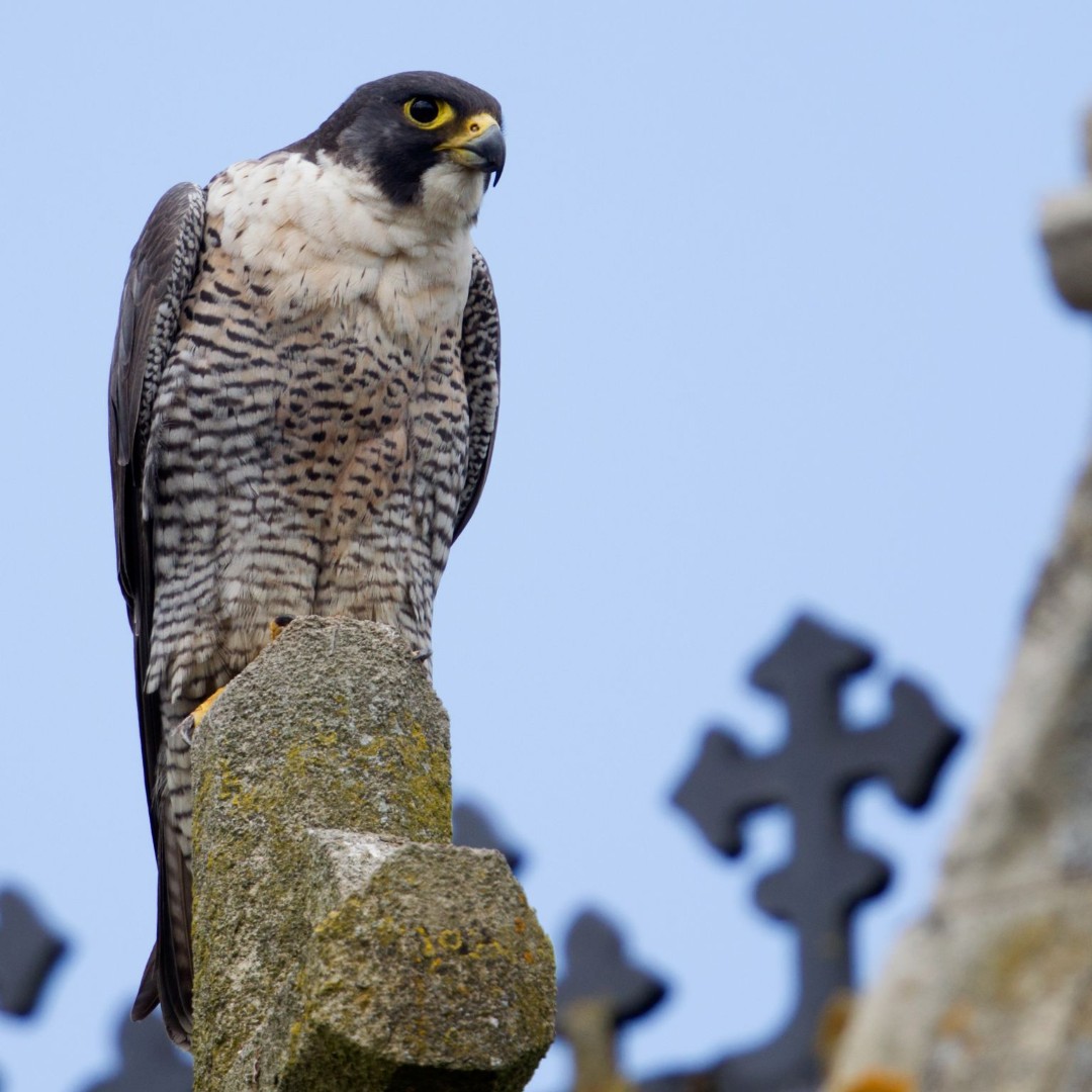 Keep your eyes to the skies as birds of prey climb to incredible heights on warm thermals ☁👀 Can you spot the forked-tail of a Red Kite, or fan-tail of a Buzzard? Watch out for the iconic hovering Kestrel, or speedy flight of a Peregrine Falcon! #LoveNature #LoveWildlife