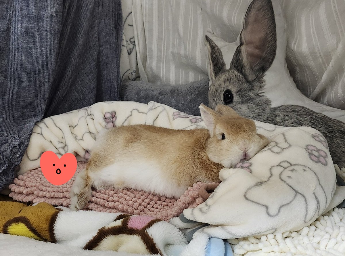 うちの豆太♪ tweet media