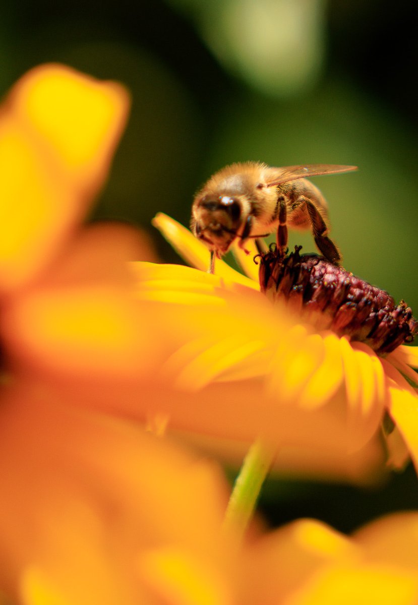 #DYK there are beehives at #UNHQ 🇺🇳, featured as part of our Garden Tour? 🐝 are essential for maintaining a healthy 🌍, but they're facing global extinction. Our existence relies on pollinators, and everyone can contribute to their protection. #WorldBeeDay #SaveTheBees #VisitUN