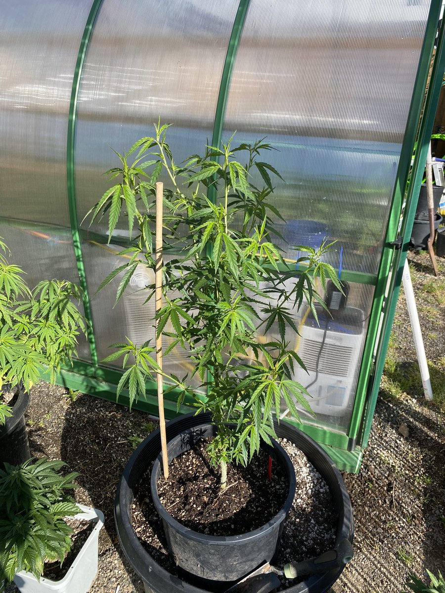 Good morn this Cambodian red preservation is coming along. I collected pollen on the male so I can veg this gal out and get a good seed crop, she goes into flip after I take a few cuts and give her time to recover