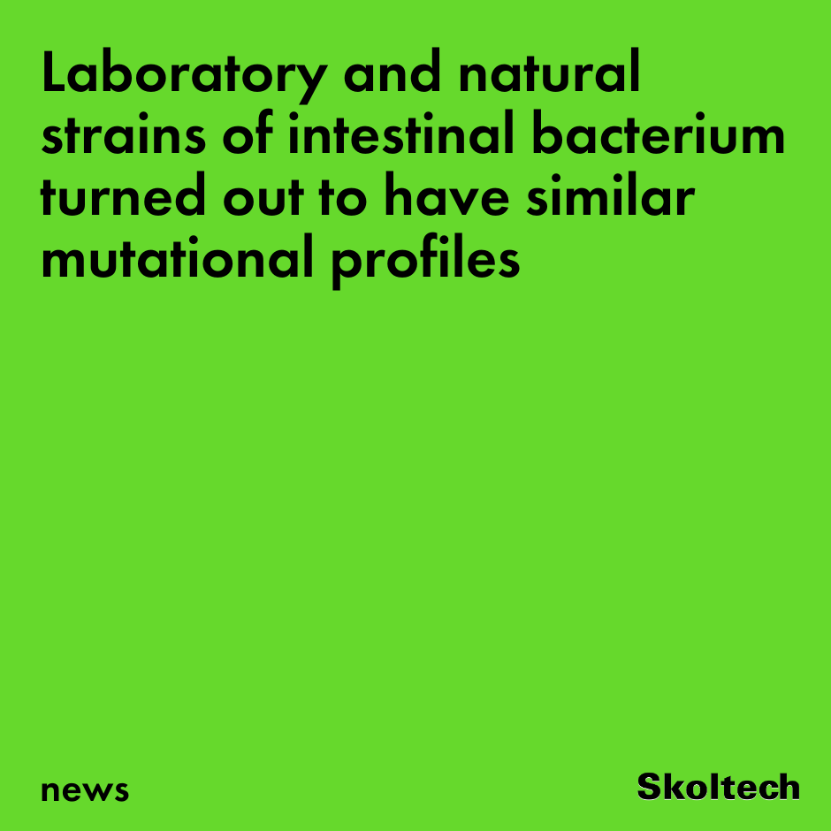 A research team examined and compared the overall range of mutations in laboratory and natural E. coli (intestinal bacterium), concluding that they are practically indistinguishable: new.skoltech.ru/en/news/labora…