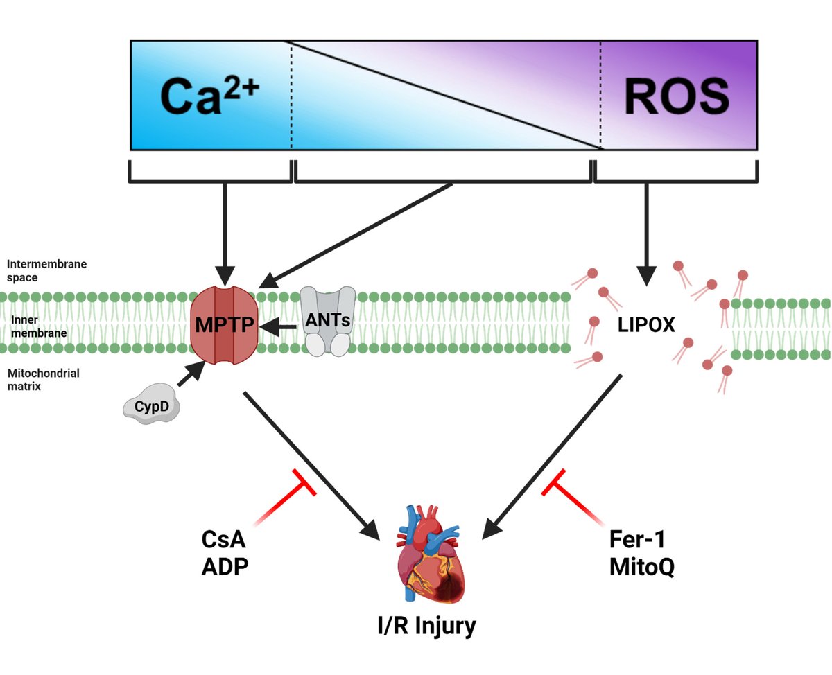 Mendoza et al found the balance between Ca2+ & #ROS concentrations can dictate which #necrotic cell death pathway (#mPTP vs. #ferroptosis) becomes initiated at the level of the #mitochondria during #I/R injury ahajrnls.org/4dQjst6 @Arielys_Mendoza @karchoptosis