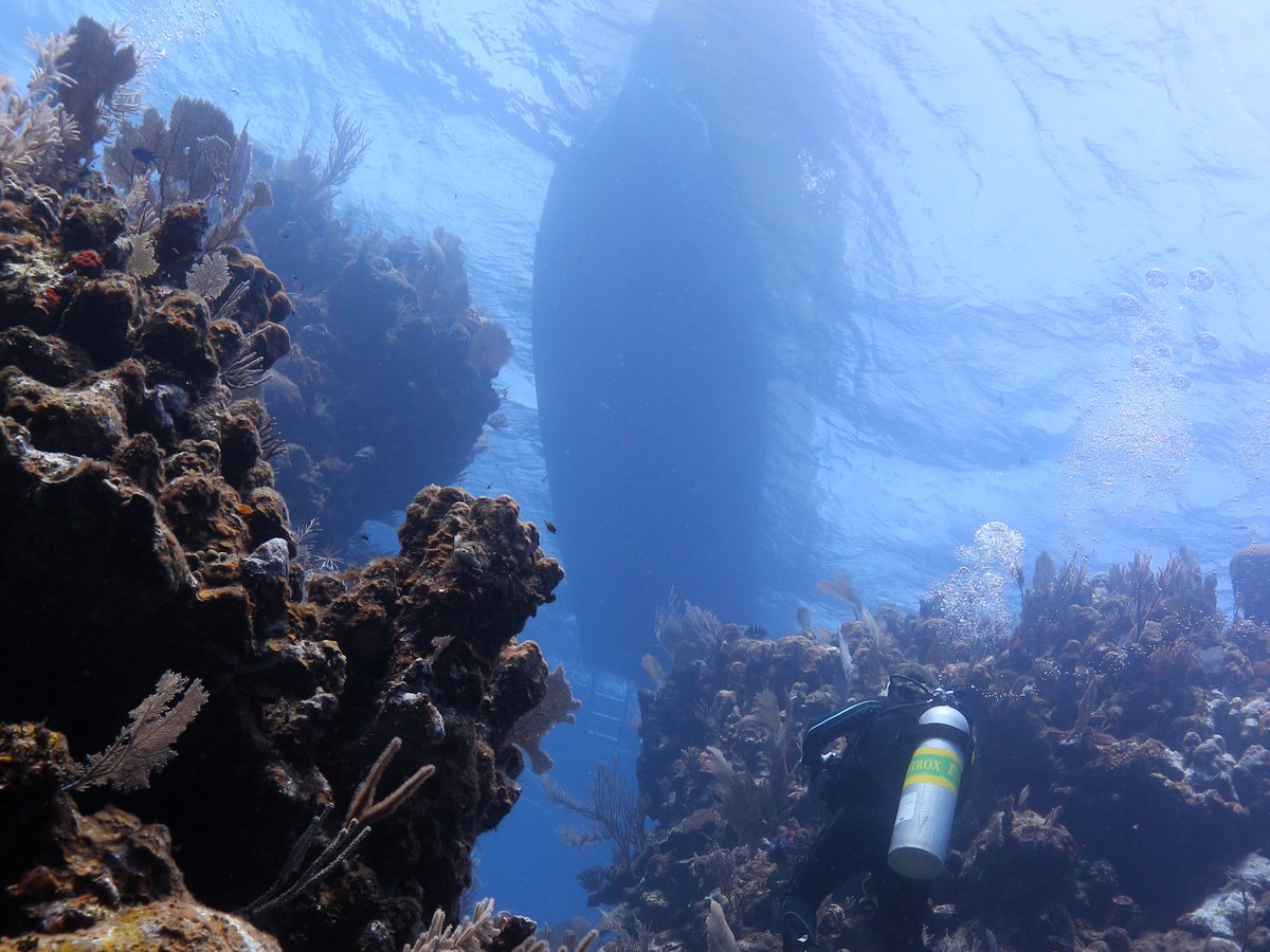 🌊 Dive into adventure with us in Utila, Honduras! 🐠 Our annual spring trip to this stunning location offers breathtaking boat dives and vibrant coral reefs. Don't miss out—join us! 🌴🤿 

#BoatDiving #Utila #ScubaAdventure #DiversIncorporated