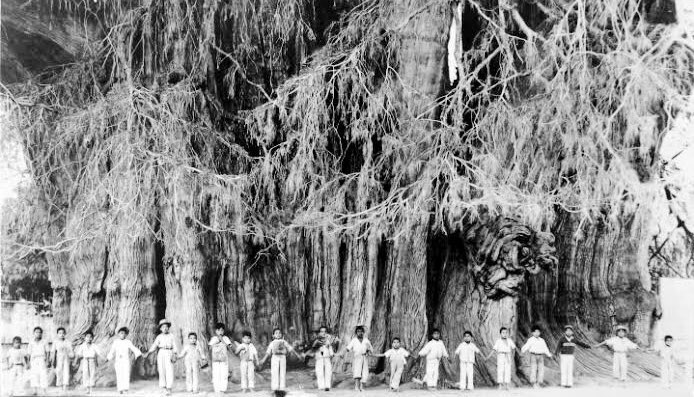 #Sabíasque el diámetro del arbol del Tule en #Oaxaca supera los 14 metros? Tiene una altura de 42 m y tiene más de 2000 años de existencia, posiblemente más siglos. Es uno de los tesoros naturales que conservamo en nuestro país. Es un gigantesco ahuehuete. Ya lo conoces?