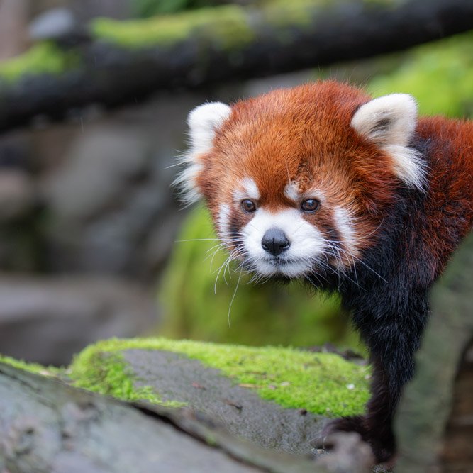 OregonZoo's tweet photo. Monday Morning Moshu https://t.co/o2cQYNqFdV