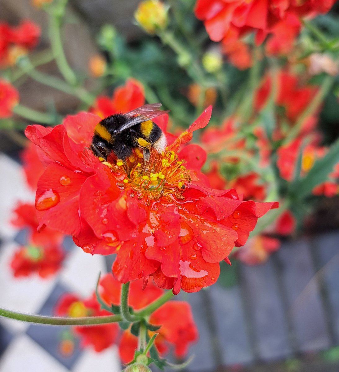 Happy World Bee day! #WorldBeeDay