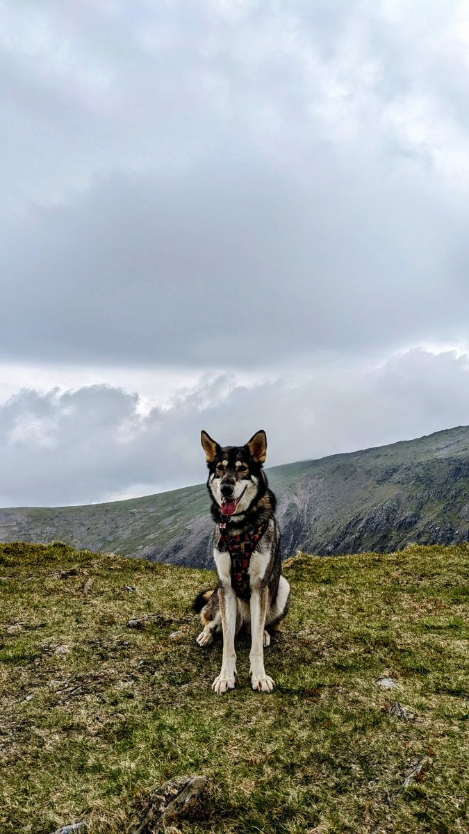 RussMrtn's tweet photo. @BeforeDeathOF Hiked up Thursday!! Pooch loved it! https://t.co/rXIE33qKwQ