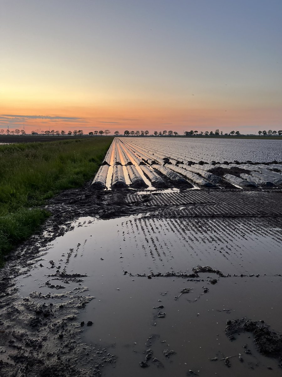 Gisteren 2 keer flinke hoos buien gehad. Afgelopen 24 uur al weer druk geweest met spitten