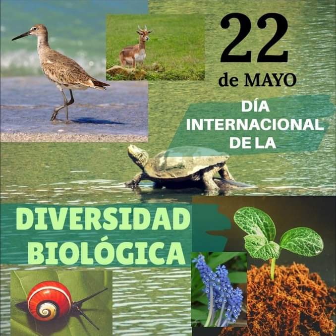 🐾☘️ El 22 de mayo se celebra el Día Internacional de la #DiversidadBiológica, con la intención de informar y crear conciencia a la población sobre las cuestiones relativas al cuidado de la biodiversidad. #Cuba <a href="/citmacuba/">Ministerio de Ciencia, Tecnología y Medio Ambiente</a> <a href="/EdMartDiaz/">Eduardo Martínez Díaz</a> <a href="/AMA_CUBA/">AMACuba</a> <a href="/TareaVida/">Tarea Vida</a>