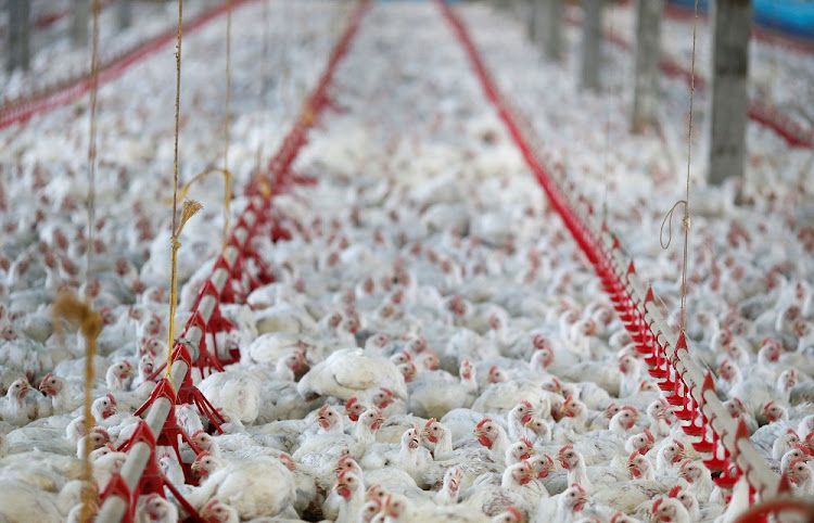 SA’s biggest poultry producer Astral rebounds from bird flu outbreak and reports an operating profit increase of 461% to R550-million. Astral Foods Chief Operating Officer, Gary Arnold will join us to unpack their latest results. #KAYABiz